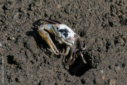 Male Fiddler crab at low tide on the mud flats of Railay Beach in Railay, Krabi, southern Thailand. Large white claw held in front of its body.
