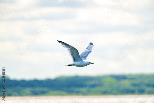Silbermöwe überr der Ostsee bei Eckernförde, larus argentatus