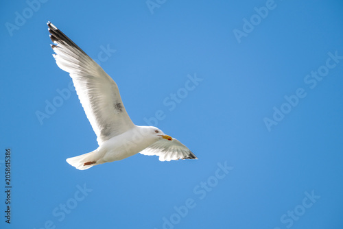 Silbermöwe überr der Ostsee bei Eckernförde, larus argentatus