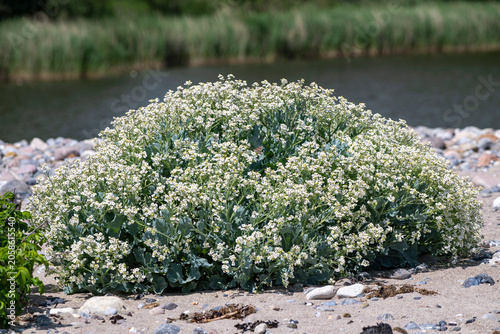 Blühender Strandkohl, Crambe maritima, am Strand der Ostsee