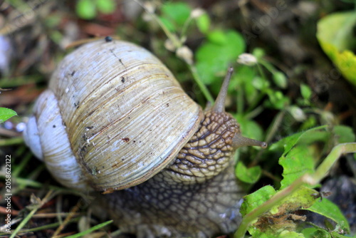 A grape snail in a summer garden