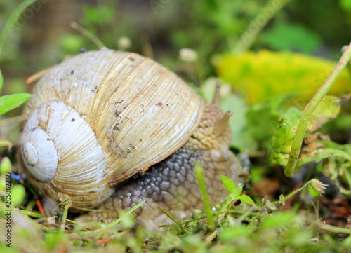 A grape snail in a summer garden