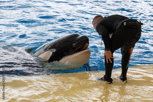 Fotografie Visiting zoo with big pool and performance by large black and white orca whales,