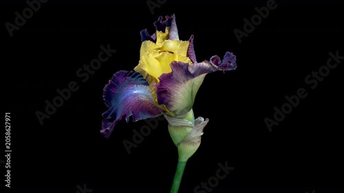 Spring flower iris blooming on black background.