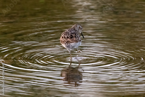 Least Sandpiper (Calidris minutilla) standing in wetland marsh and drinking, on the island of Aruba. Rings of ripples spread outward; reflection in the water. 
