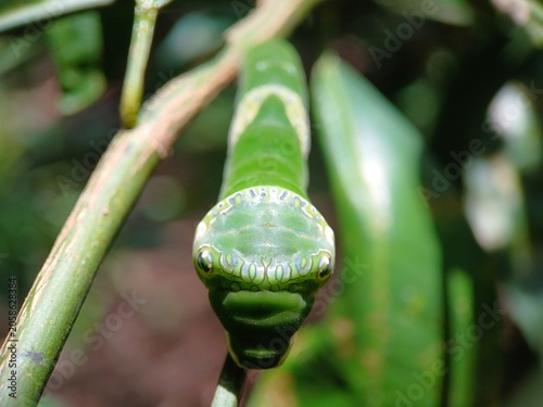 Fotografía Symmetrical macro of green swallowtail butterfly caterpillar