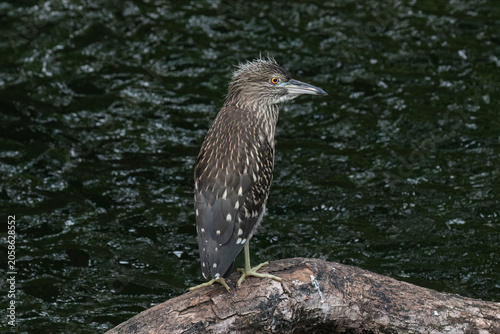 Black crowned night heron (Nycticorax nycticorax) standing on a log in a lake at Kowloon Park, Hong Kong. 
