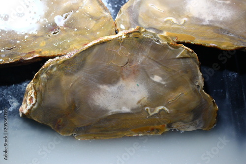 Fotografía Raw flint concretion sliced into three distinct pieces revealing textured minera