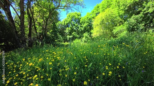 Yellow wildflower meadow beside bright green woodland edge
