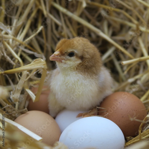 Cute, fluffy, two-day-old baby chicks in the straw with eggs.