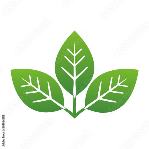 Green Leaf Icon with Veins and Stem