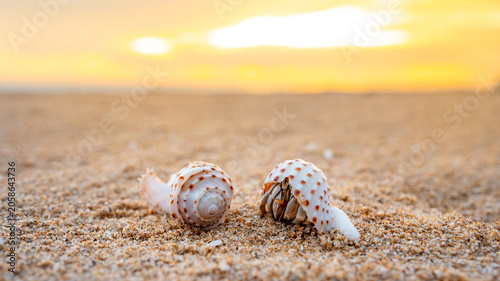 Принти на полотні A couple of hermit crabs on tropical beach during sunset time