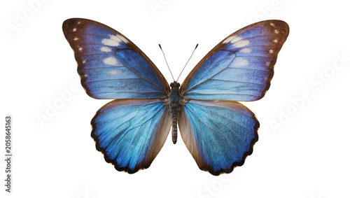 Obraz na płótnie Vibrant blue morpho butterfly with brown edges, isolated on transparent backgrou