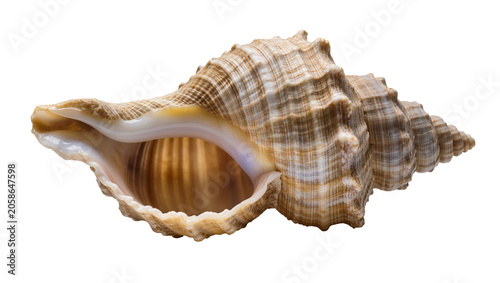 Konstfotografi Detailed spiral seashell with textured ridges, isolated on transparent backgroun