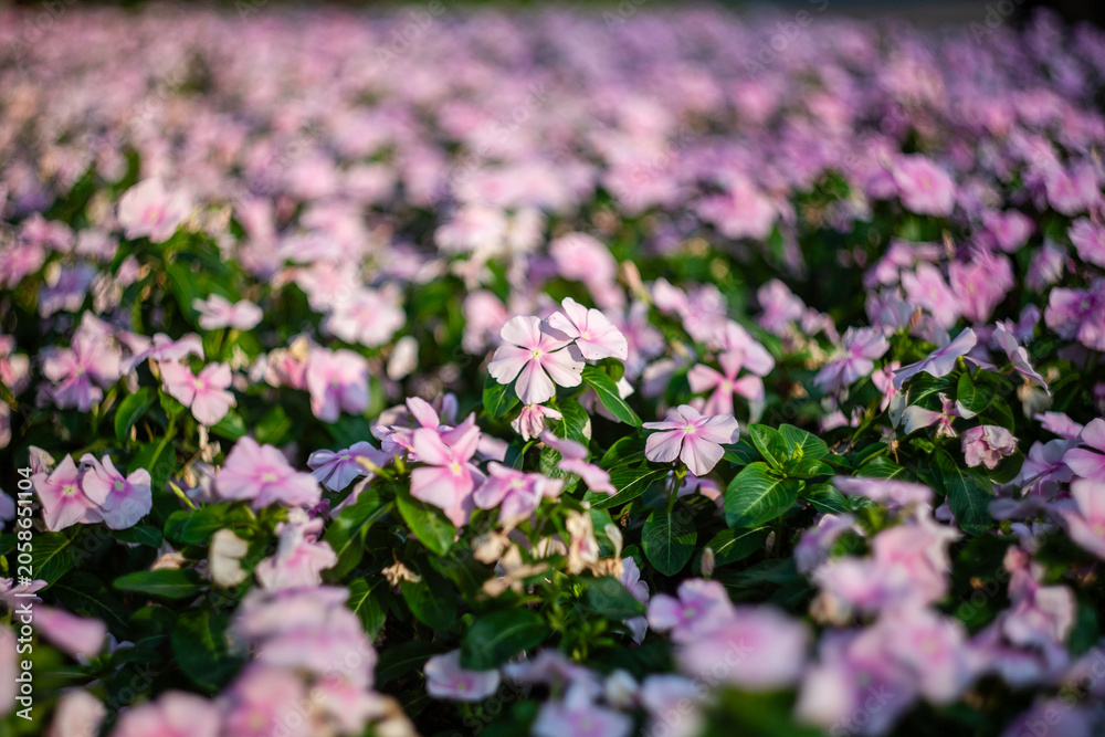 Obraz premium Close-up of pink periwinkle flowers in a garden.