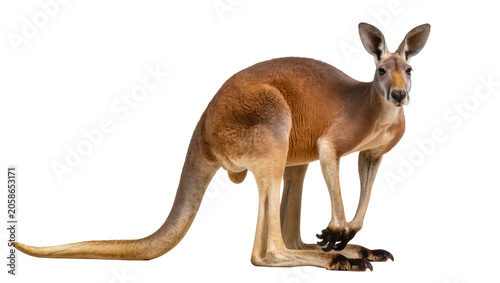 Red kangaroo standing, isolated on transparent background