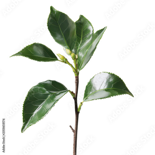 Glossy camellia branch with budding flowers and serrated leaves on a brown stem isolated on white background