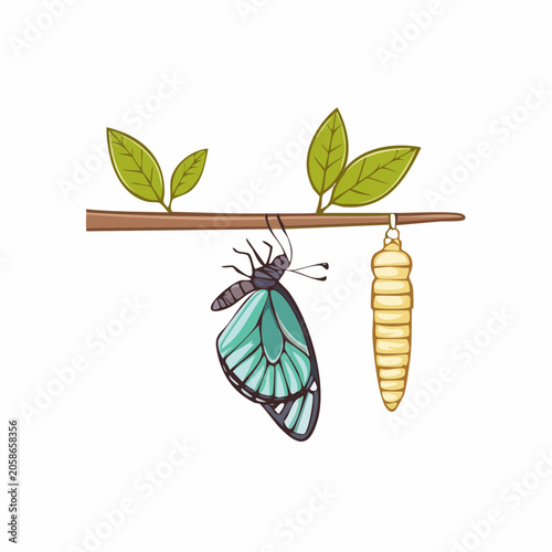 Butterfly and Chrysalis on a Branch