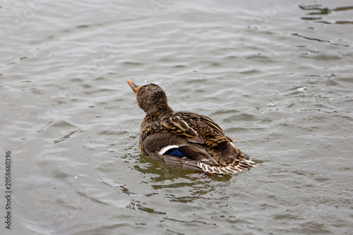 Duck swimming in calm water by plants
