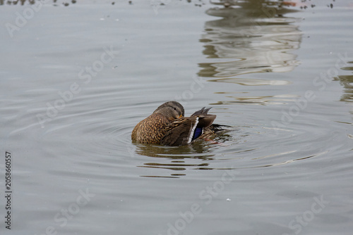 Wild duck swims in calm water during the day