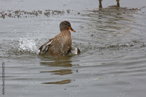 Wild duck splashes in the water during the day