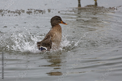 Wild duck splashes in water at a natural pond