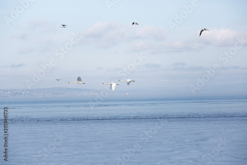 Swan and birds flying over a lake at midday