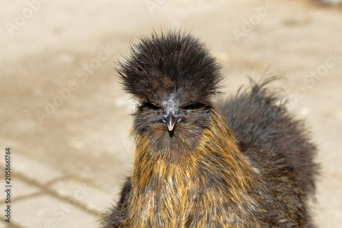 Bird with fluffy feathers stands on the ground