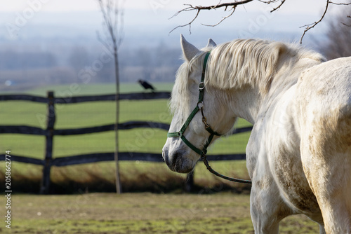 Horse stands near fence in open field