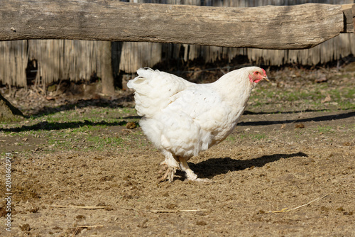 Hen walks in a farm area during daylight hours