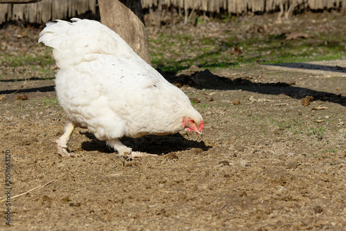 Hen forages for food in warm sun