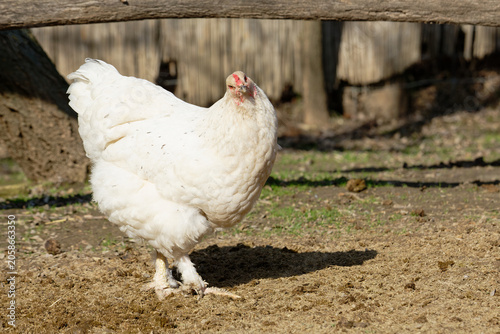 Hen walking on the ground in a farm setting