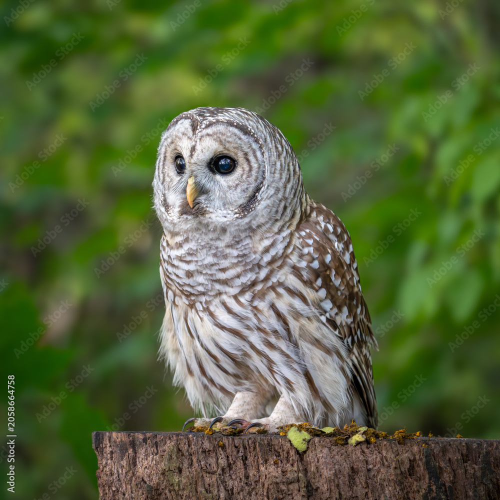 Fototapeta premium Barred Owl Perched in Autumn