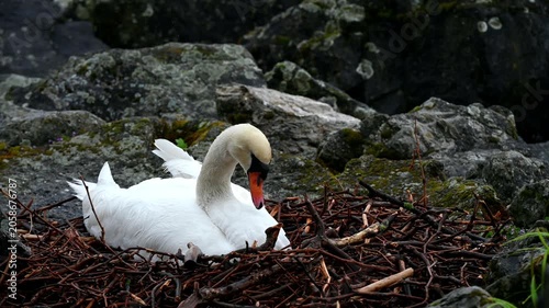 Close-up of of One Mute Swan hatching egg beside Lake Geneva in Switzerland. Real Time.