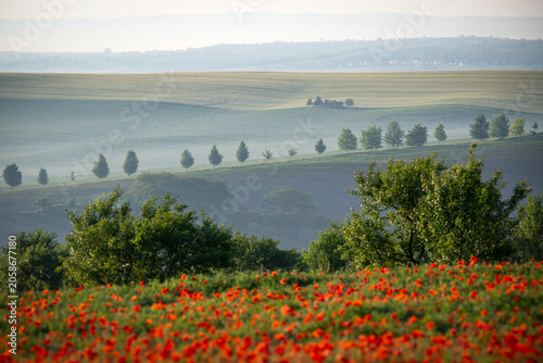 Blooming red poppies and rolling fields in a misty spring landscape