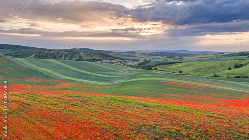 Scenic sunrise over rolling hills of South Moravia with a vibrant wild poppy field