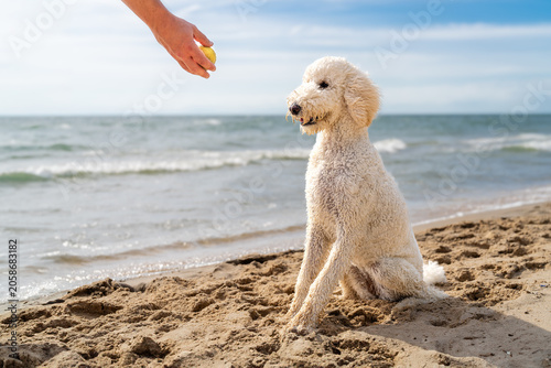 Hand Holding Tennis Ball with White Standard Poodle on Beach