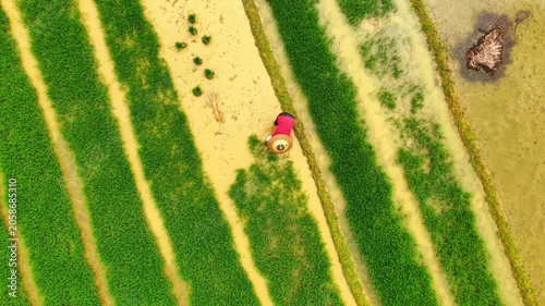 Farmers use tillers to plow, transplant rice seedlings, and fertilize in the fields.