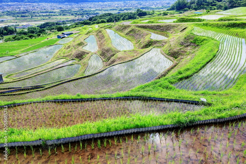 田植えの終わった姨捨の棚田