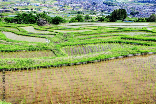 田植えの終わった姨捨の棚田
