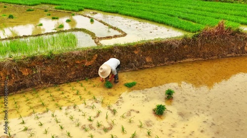 Farmers use tillers to plow, transplant rice seedlings, and fertilize in the fields.