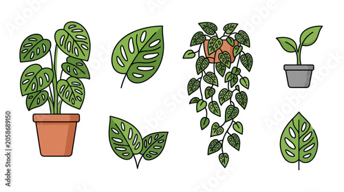 Fotografie Monstera deliciosa potted plants and separate leaf icons.