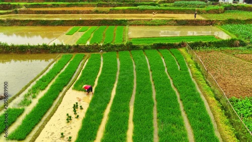 Farmers use tillers to plow, transplant rice seedlings, and fertilize in the fields.
