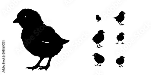 Foto Chick Silhouette Small Bird Round Shape Vector Icon Pack
