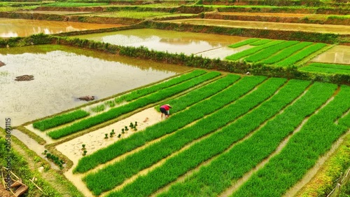 irrigation system in the field