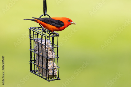 Bild auf Leinwand 01527-00219 Scarlet Tanager (Piranga olivacea) male at suet basket Marion Co