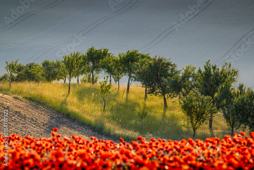 Blooming poppy field and bio strips in a sustainable agricultural landscape