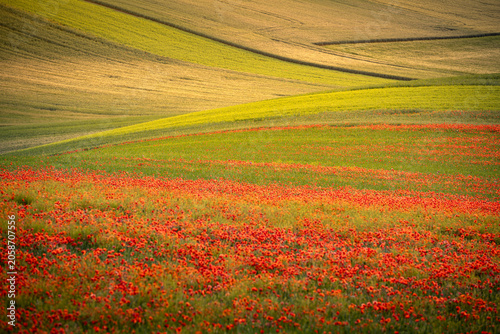 Blooming red poppies across rolling countryside fields in warm golden-hour light