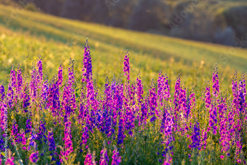 A blooming delphinium in a spring meadow in the evening light