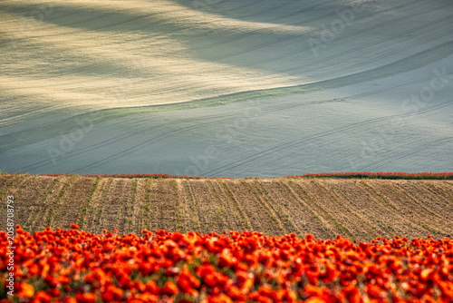 Blooming red poppies and rolling fields with dramatic shadows in a countryside